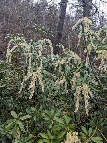 Pieris floribunda — flower photograph