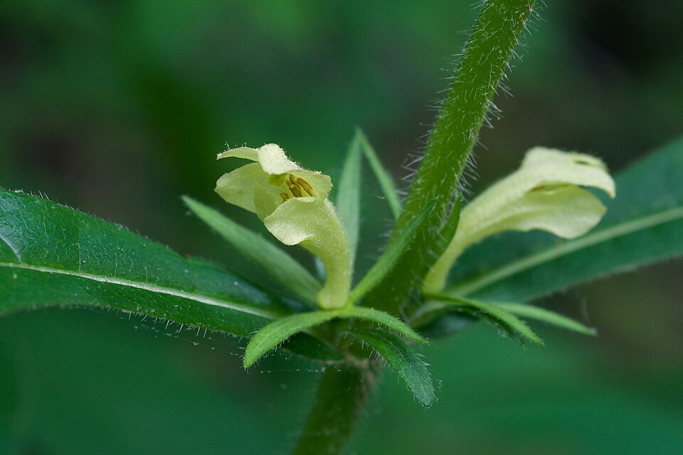 Triosteum angustifolium — flower photograph