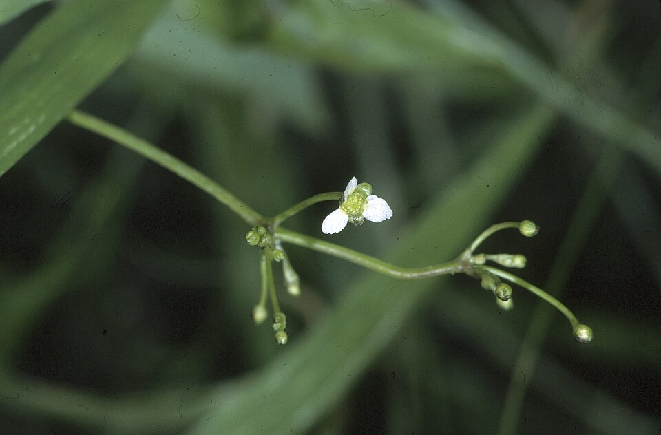 Alisma subcordatum — bloom photograph