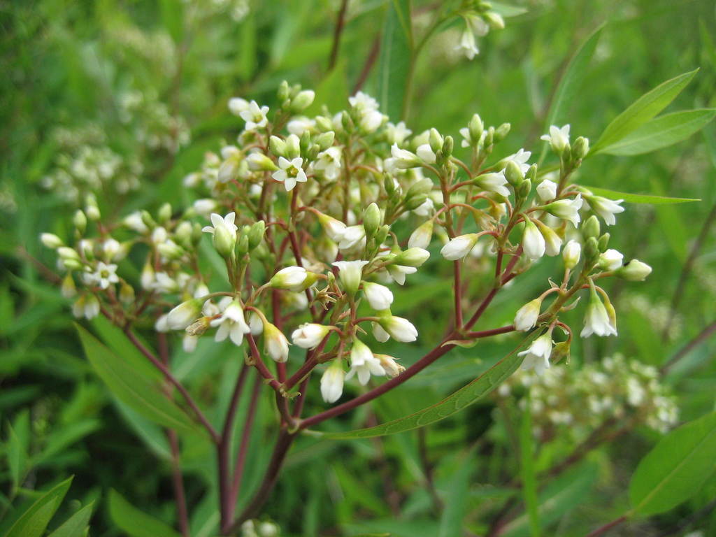 Apocynum cannabinum — bloom photograph