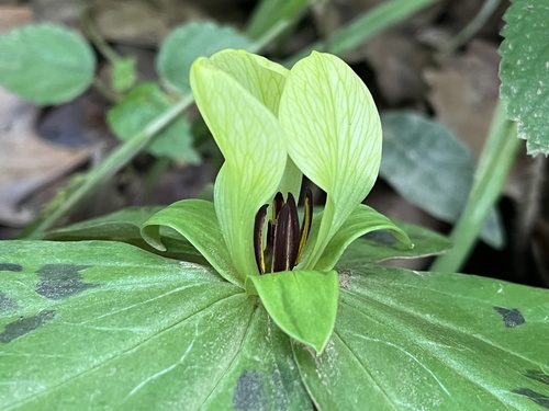 Trillium discolor — flower photograph