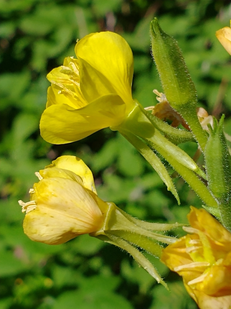 Oenothera parviflora — bloom photograph
