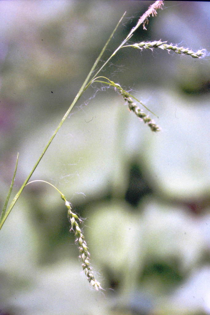 Carex arctata — fruit photograph