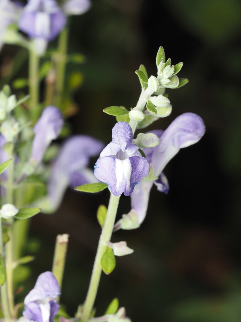 Scutellaria incana — bloom photograph