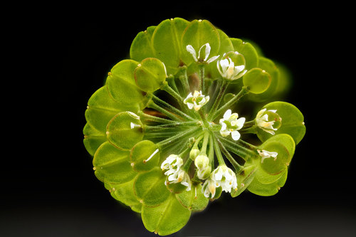 Lepidium virginicum photograph