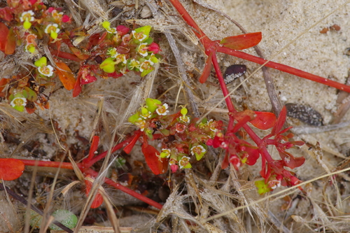 Euphorbia cordifolia — flower photograph