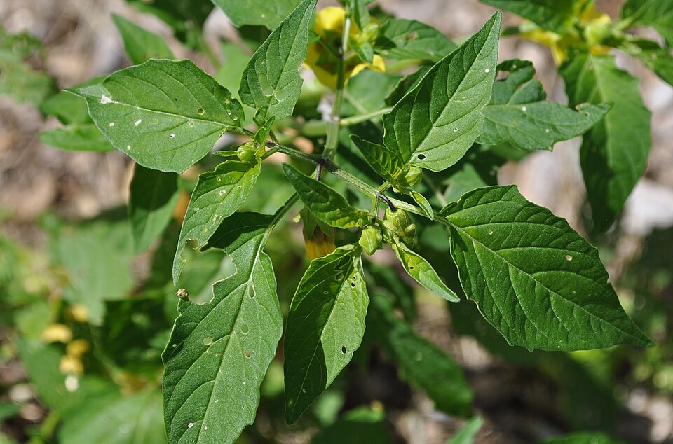 Physalis longifolia — foliage photograph
