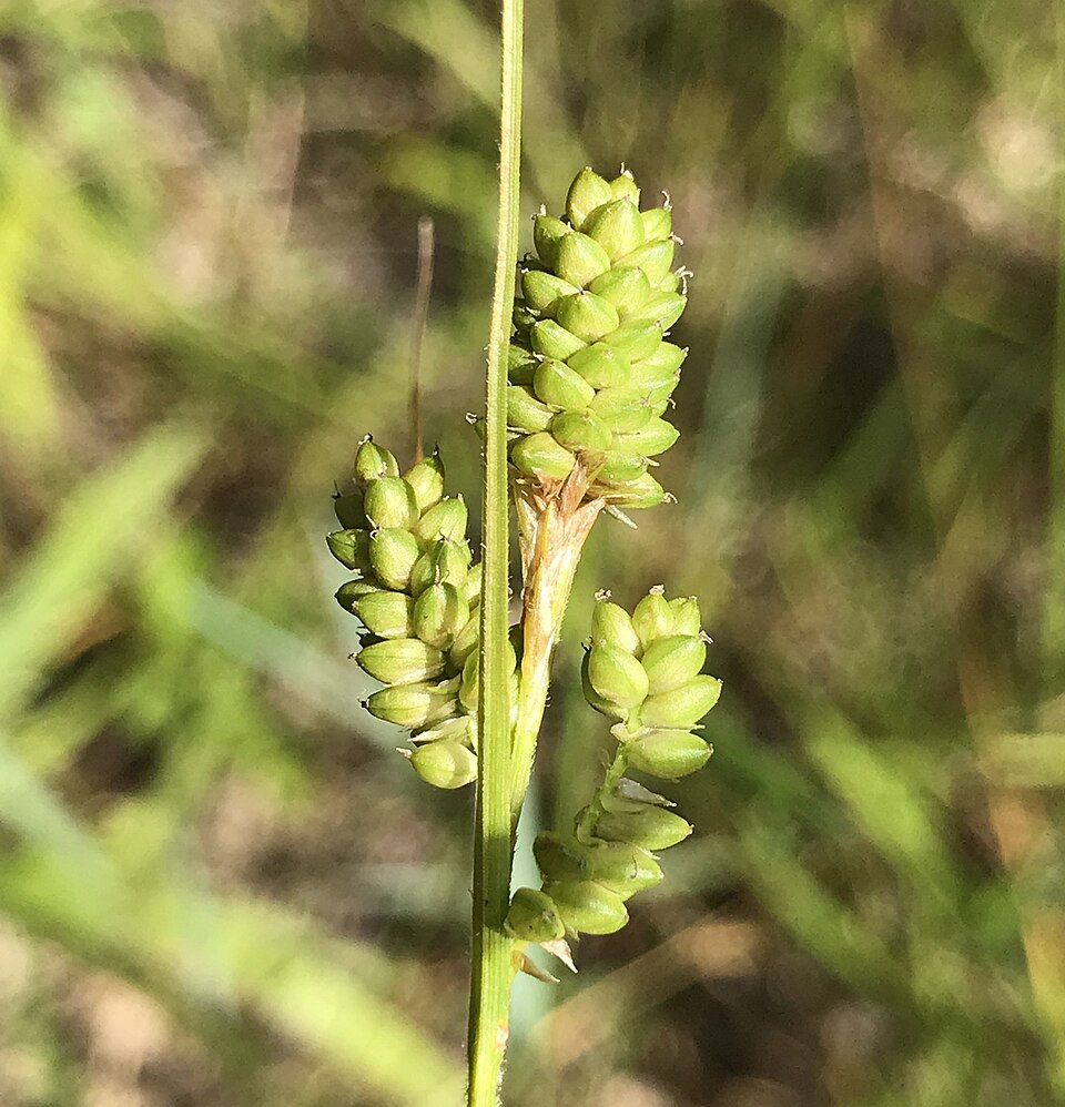Carex hirsutella — fruit photograph