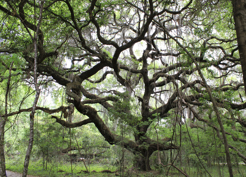 Quercus virginiana — whole plant photograph