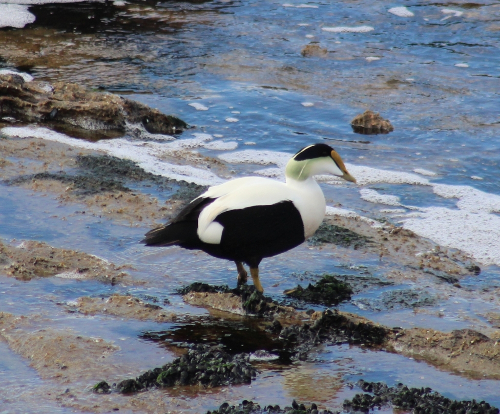 Male Common Eider, whole bird