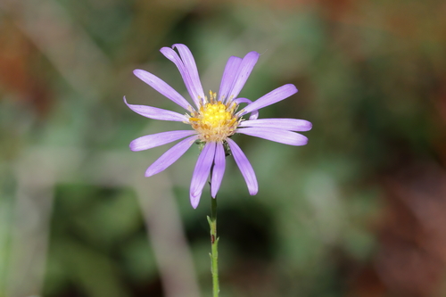Symphyotrichum patens var. patens — bloom photograph