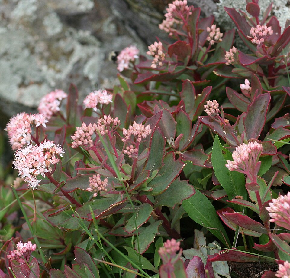 Hylotelephium telephioides — bloom photograph