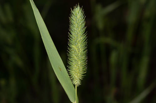 Phleum pratense — flower photograph