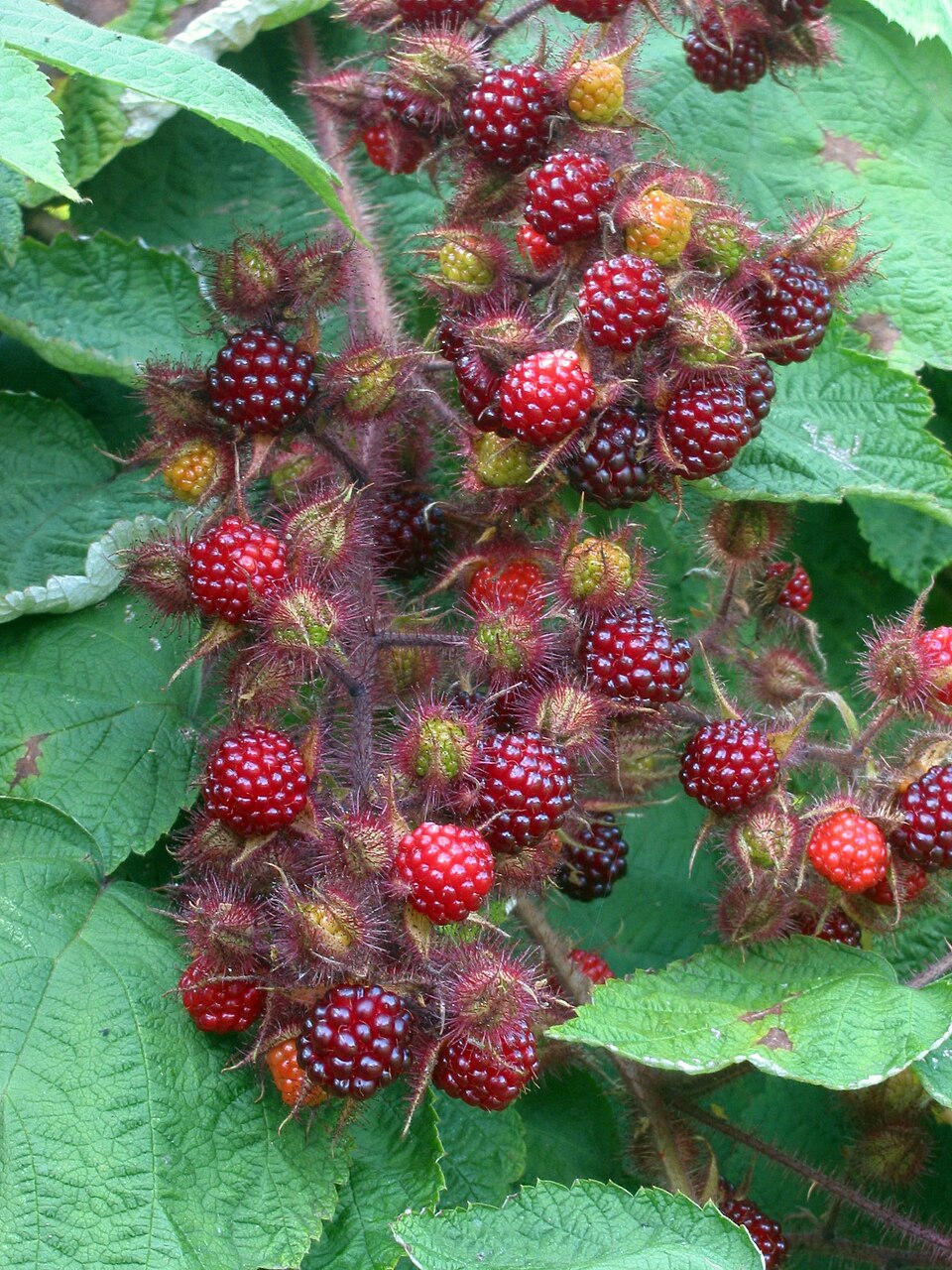 Rubus phoenicolasius — fruit photograph