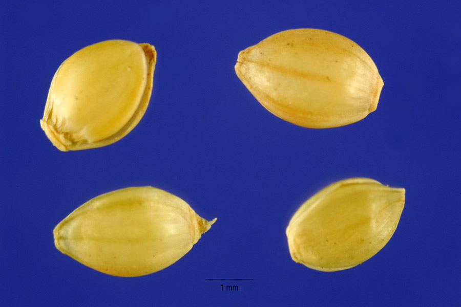 Paspalum notatum var. saurae — seed photograph