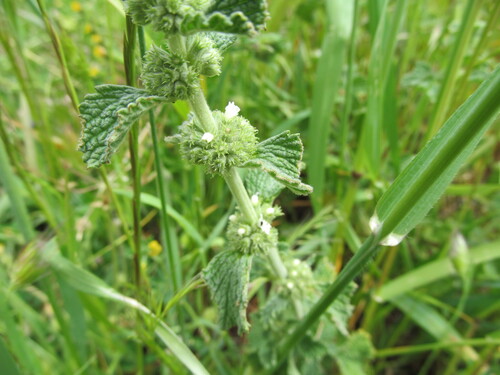Marrubium vulgare — flower photograph