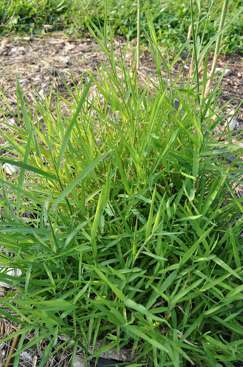 Muhlenbergia frondosa — whole photograph
