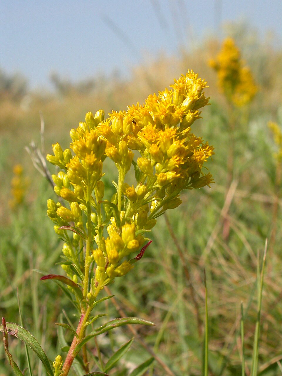 Solidago missouriensis — flower photograph
