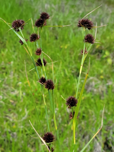 Rhynchospora cephalantha — fruit photograph