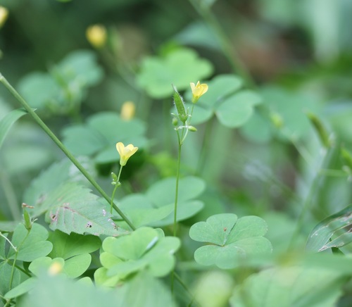 Oxalis stricta — flower photograph