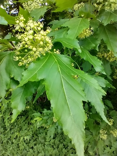 Acer ginnala — bloom photograph