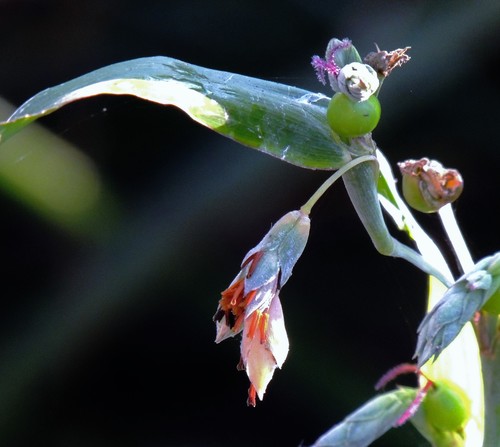 Coix lacryma-jobi — fruit photograph