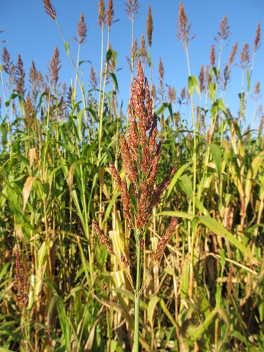 Sorghum bicolor — whole plant photograph