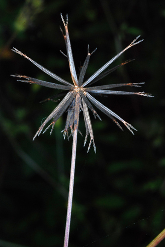 Bidens bipinnata — fruit photograph