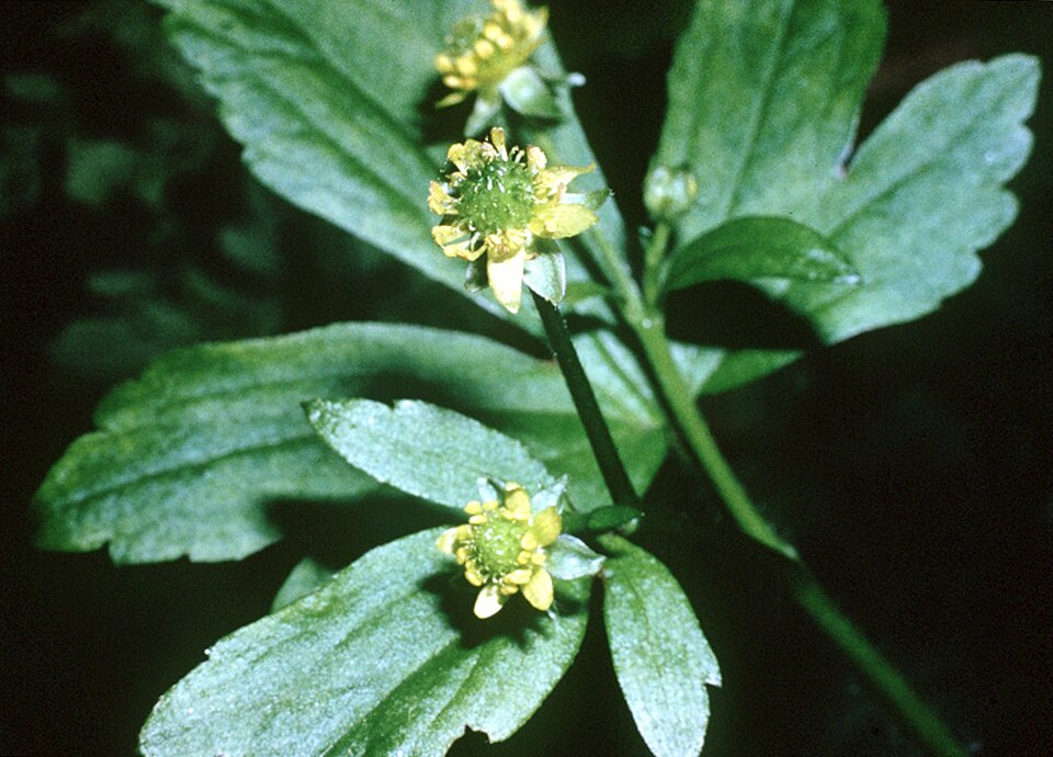 Ranunculus recurvatus — flower photograph