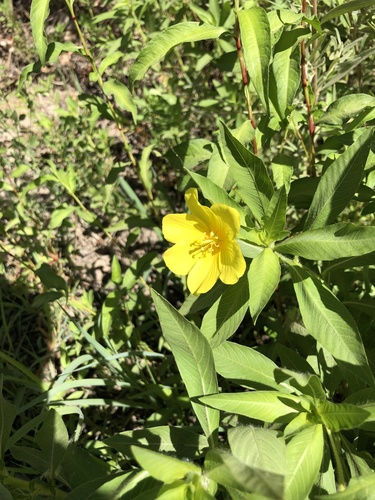 Ludwigia hexapetala — flower photograph