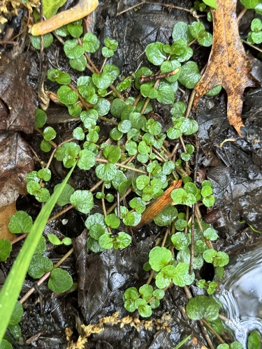 Chrysosplenium americanum — foliage photograph