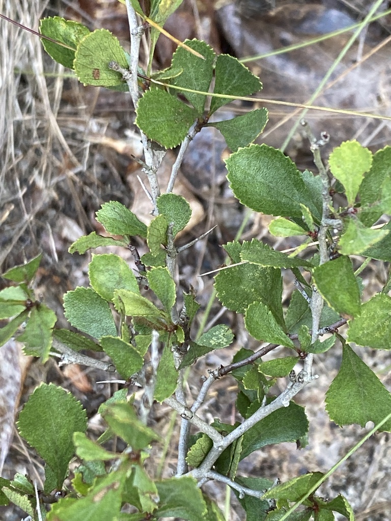 Crataegus munda — foliage photograph