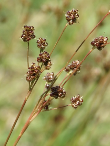 Luzula bulbosa — flower photograph