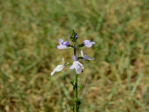 Linaria canadensis — flower photograph