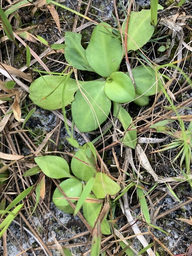 Erigeron vernus — leaf photograph