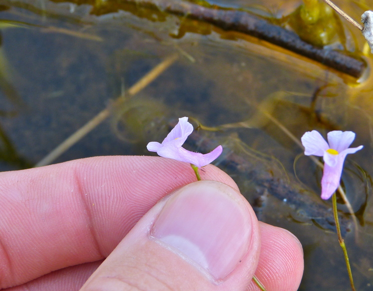 Utricularia resupinata — bloom photograph