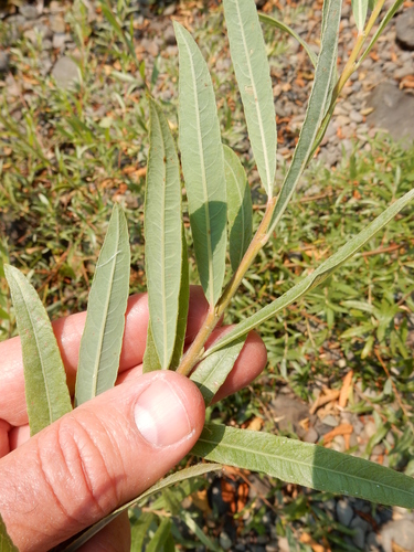Salix exigua — foliage photograph
