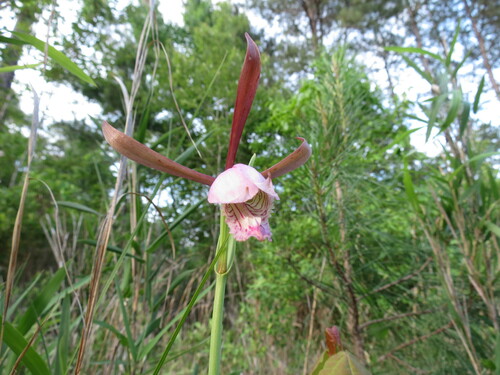 Cleistesiopsis divaricata — flower photograph