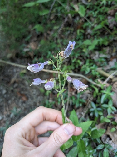 Penstemon canescens — flower photograph