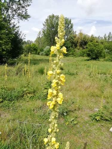 Verbascum phlomoides — bloom photograph