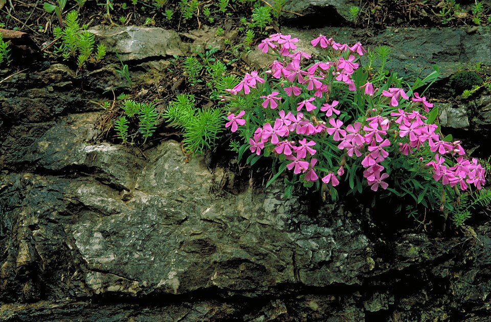 Silene caroliniana — flower photograph
