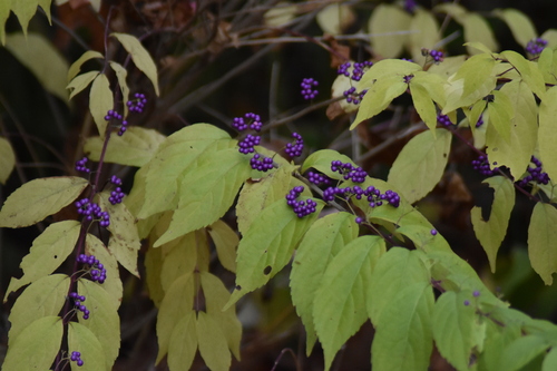 Callicarpa dichotoma — fruit photograph