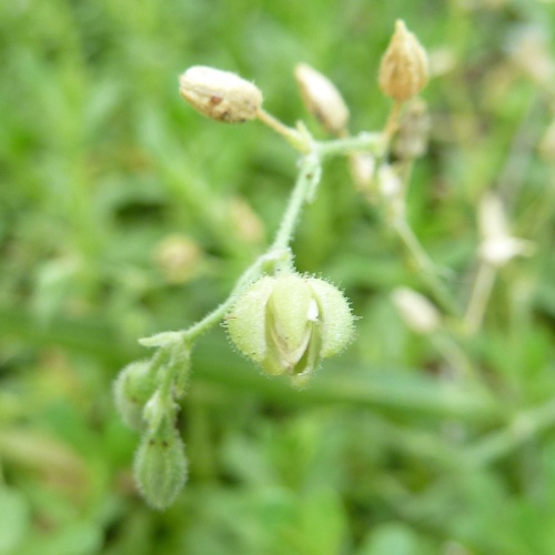 Spergularia marina — fruit photograph