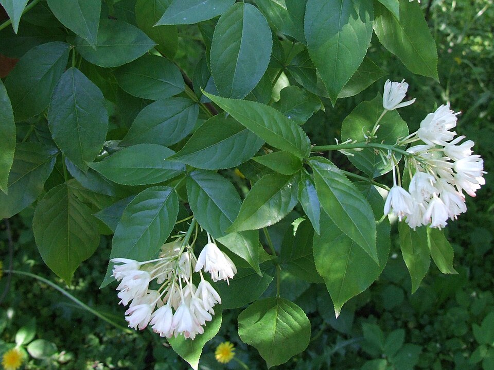 Staphylea trifolia — bloom photograph
