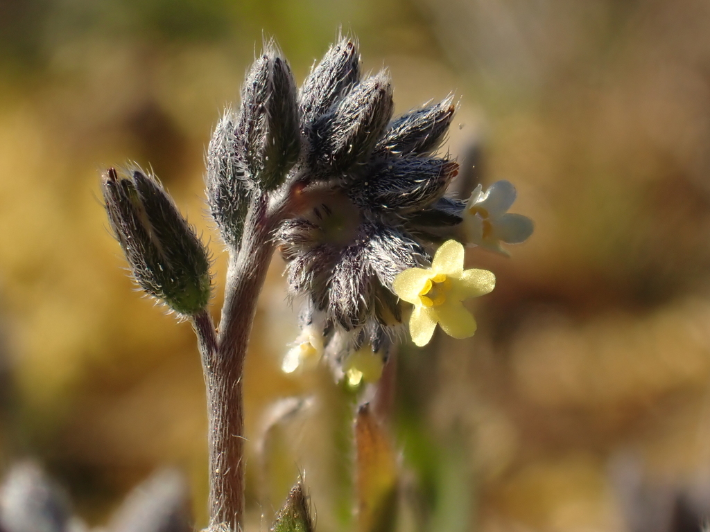 Myosotis discolor — bloom photograph