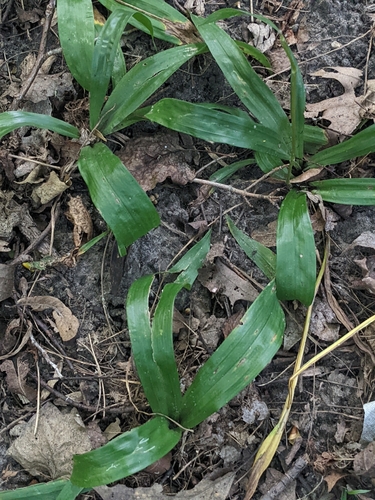 Carex albursina — foliage photograph