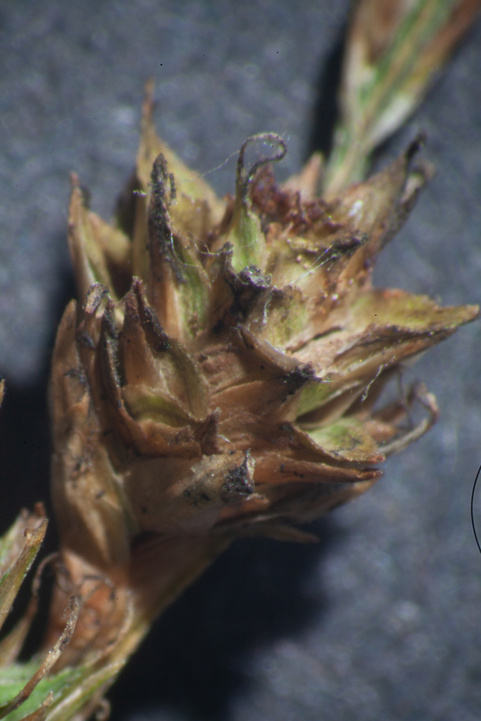 Carex argyrantha — fruit photograph