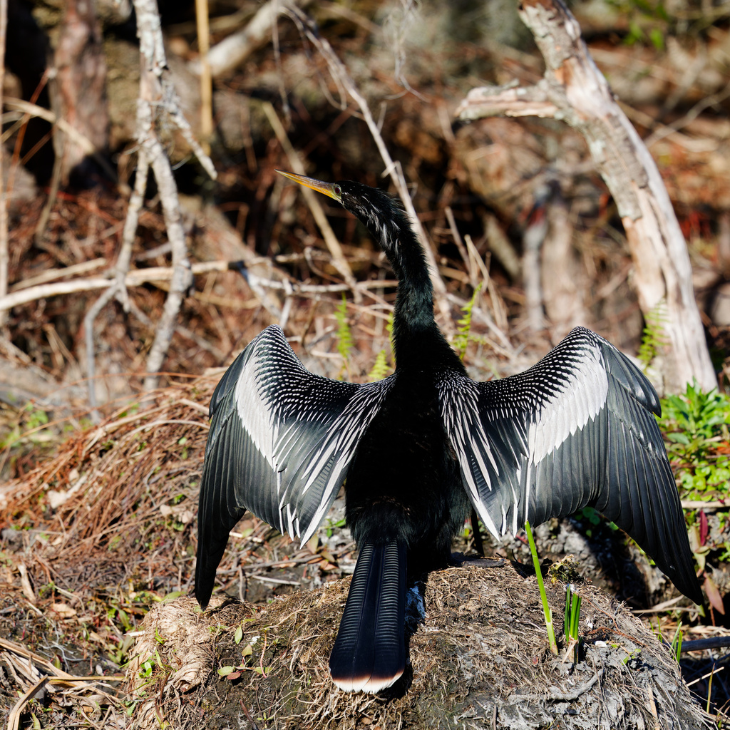Male Anhinga, whole bird