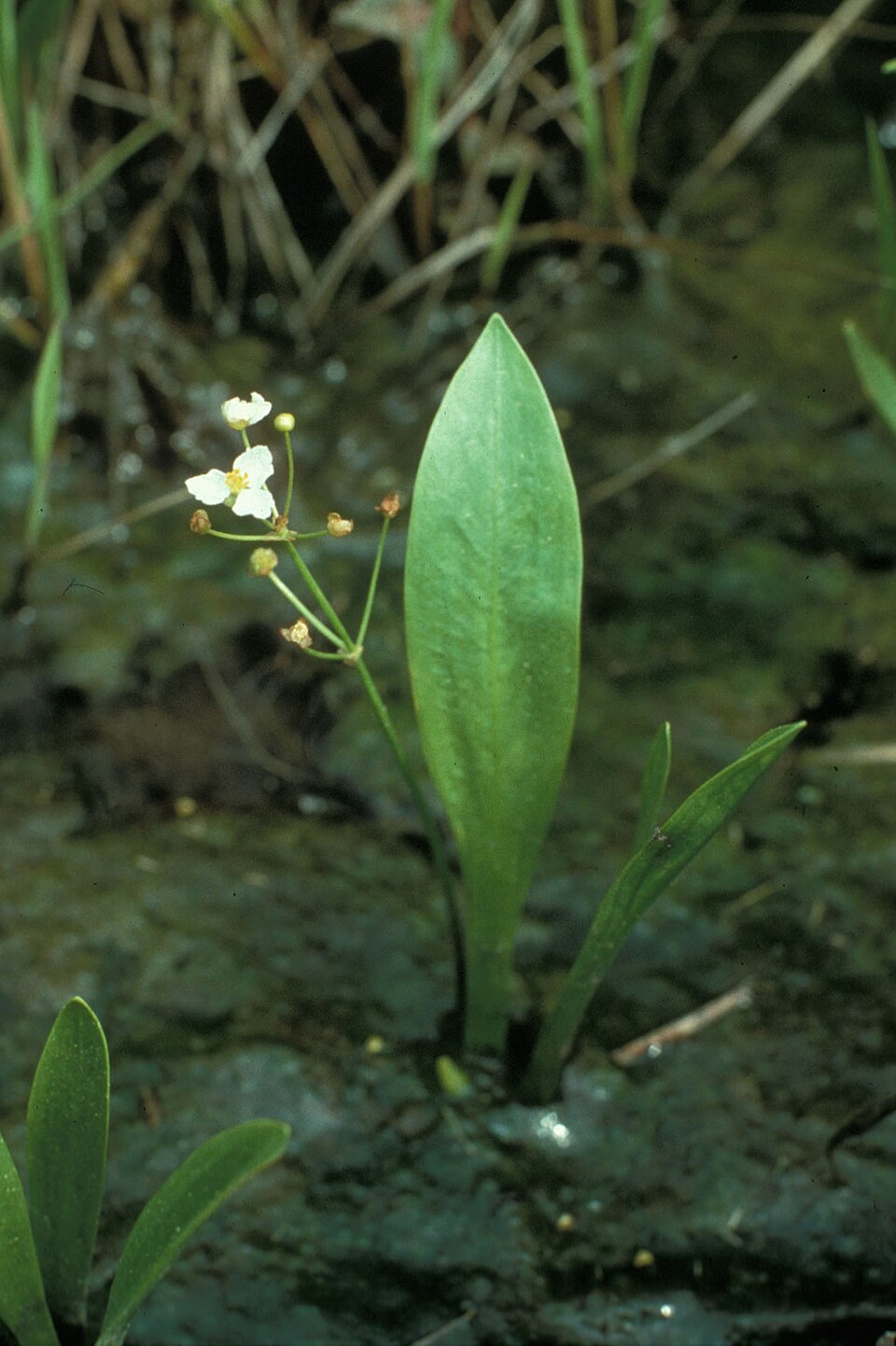 Sagittaria fasciculata — whole photograph
