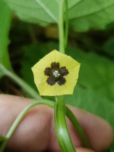 Physalis cordata — flower photograph